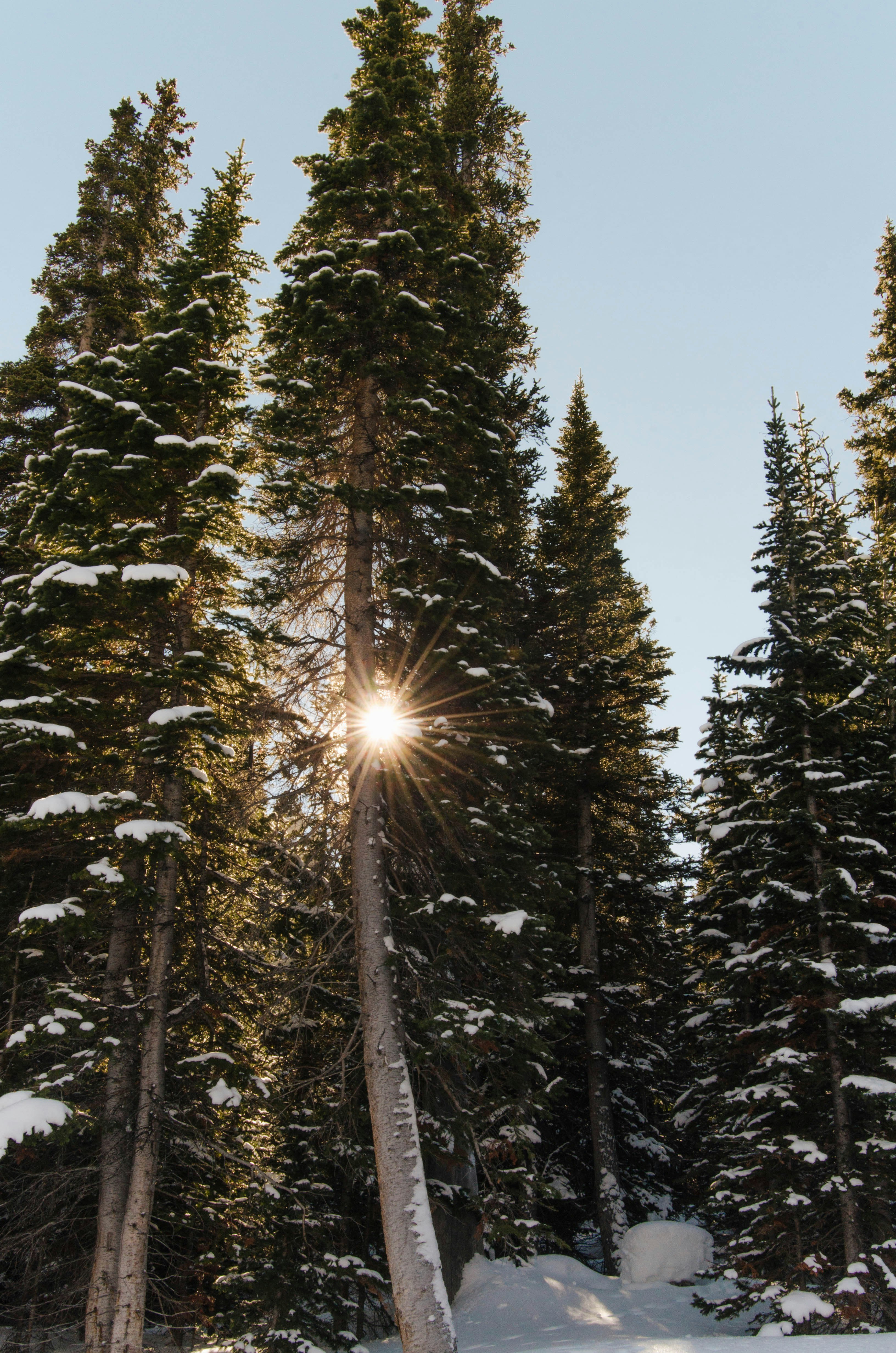 pine tree covered with snow